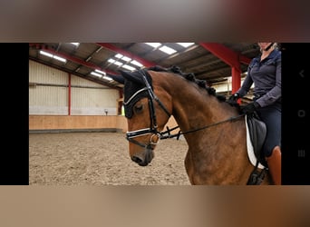 Hannover, Giumenta, 5 Anni, 168 cm, Baio scuro