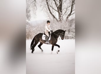 Hannover, Giumenta, 5 Anni, 168 cm, Baio scuro