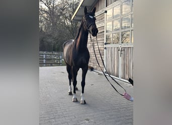 Hannover, Giumenta, 5 Anni, 168 cm, Baio scuro