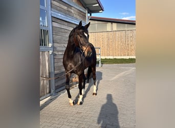 Hannover, Giumenta, 5 Anni, 168 cm, Baio scuro