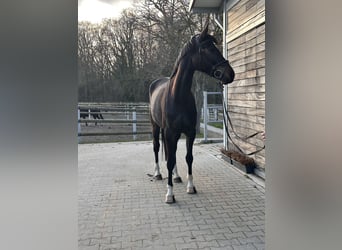 Hannover, Giumenta, 5 Anni, 168 cm, Baio scuro