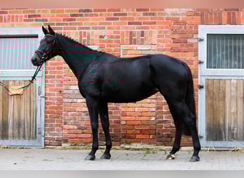 Hannover, Giumenta, 5 Anni, 168 cm, Baio scuro