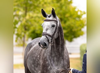Hannover, Giumenta, 5 Anni, 168 cm, Grigio