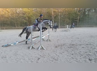 Hannover, Giumenta, 5 Anni, 168 cm, Grigio ferro