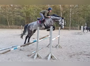 Hannover, Giumenta, 5 Anni, 168 cm, Grigio ferro