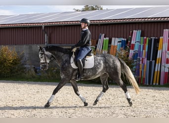 Hannover, Giumenta, 5 Anni, 168 cm, Grigio pezzato