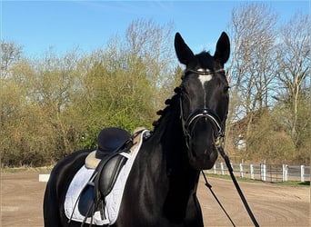 Hannover, Giumenta, 5 Anni, 168 cm, Morello