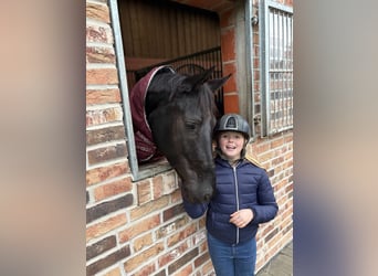 Hannover, Giumenta, 5 Anni, 168 cm, Morello