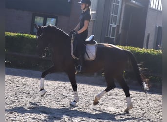 Hannover, Giumenta, 5 Anni, 168 cm, Morello