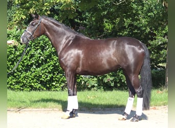 Hannover, Giumenta, 5 Anni, 168 cm, Morello