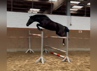 Hannover, Giumenta, 5 Anni, 168 cm, Morello