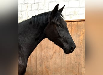 Hannover, Giumenta, 5 Anni, 168 cm, Morello