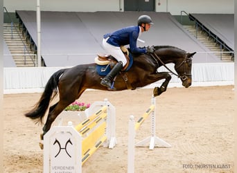 Hannover, Giumenta, 5 Anni, 168 cm, Morello