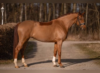 Hannover, Giumenta, 5 Anni, 168 cm, Sauro