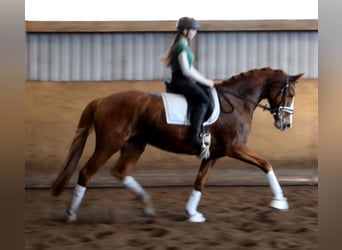 Hannover, Giumenta, 5 Anni, 168 cm, Sauro