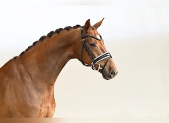 Hannover, Giumenta, 5 Anni, 168 cm, Sauro