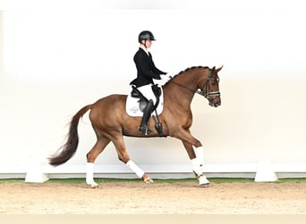 Hannover, Giumenta, 5 Anni, 168 cm, Sauro