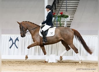 Hannover, Giumenta, 5 Anni, 168 cm, Sauro