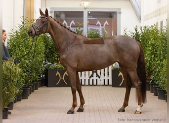 Hannover, Giumenta, 5 Anni, 168 cm, Sauro