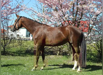 Hannover, Giumenta, 5 Anni, 168 cm, Sauro scuro