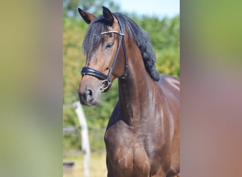 Hannover, Giumenta, 5 Anni, 169 cm, Baio nero