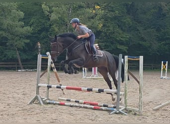 Hannover, Giumenta, 5 Anni, 169 cm, Baio scuro