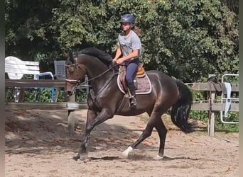 Hannover, Giumenta, 5 Anni, 169 cm, Baio scuro