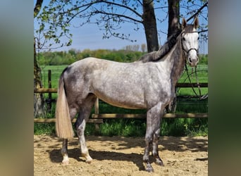 Hannover, Giumenta, 5 Anni, 169 cm, Grigio