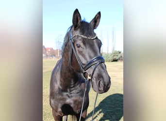 Hannover, Giumenta, 5 Anni, 169 cm, Morello