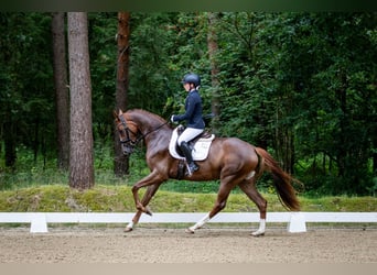 Hannover, Giumenta, 5 Anni, 169 cm, Sauro