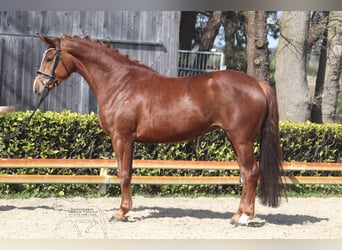 Hannover, Giumenta, 5 Anni, 169 cm, Sauro scuro