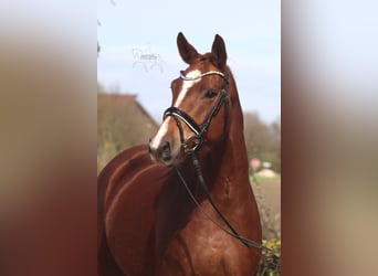 Hannover, Giumenta, 5 Anni, 169 cm, Sauro scuro