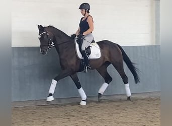 Hannover, Giumenta, 5 Anni, 170 cm, Baio