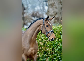 Hannover, Giumenta, 5 Anni, 170 cm, Baio