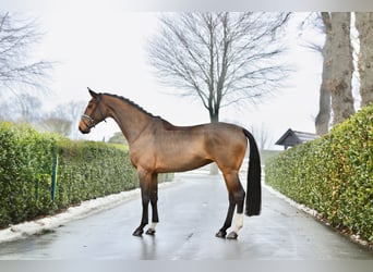 Hannover, Giumenta, 5 Anni, 170 cm, Baio