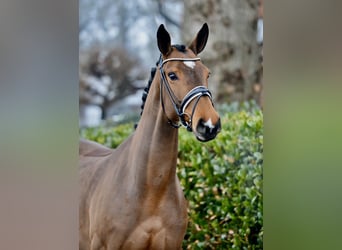 Hannover, Giumenta, 5 Anni, 170 cm, Baio