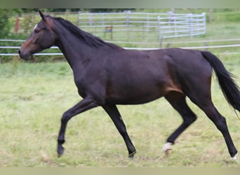 Hannover, Giumenta, 5 Anni, 170 cm, Baio nero