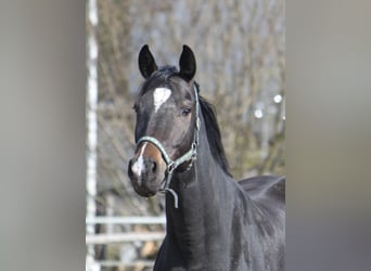 Hannover, Giumenta, 5 Anni, 170 cm, Baio nero