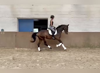 Hannover, Giumenta, 5 Anni, 170 cm, Baio scuro
