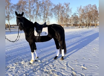 Hannover, Giumenta, 5 Anni, 170 cm, Baio scuro