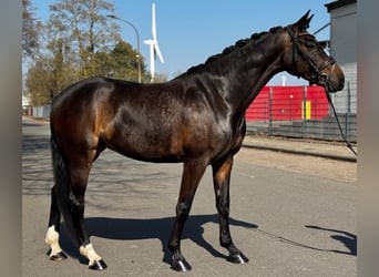 Hannover, Giumenta, 5 Anni, 170 cm, Baio scuro