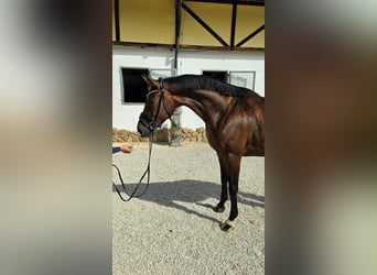 Hannover, Giumenta, 5 Anni, 170 cm, Baio scuro