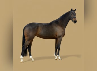 Hannover, Giumenta, 5 Anni, 170 cm, Baio scuro