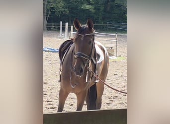 Hannover, Giumenta, 5 Anni, 170 cm, Baio scuro