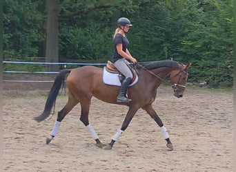 Hannover, Giumenta, 5 Anni, 170 cm, Baio scuro
