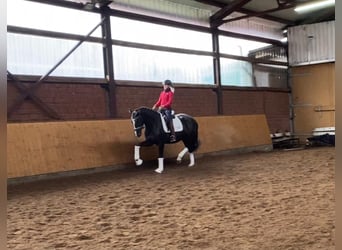 Hannover, Giumenta, 5 Anni, 170 cm