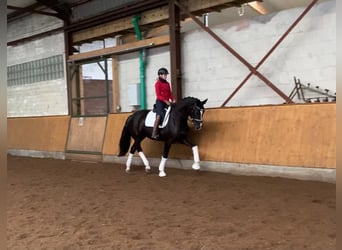 Hannover, Giumenta, 5 Anni, 170 cm