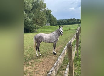 Hannover, Giumenta, 5 Anni, 170 cm, Grigio
