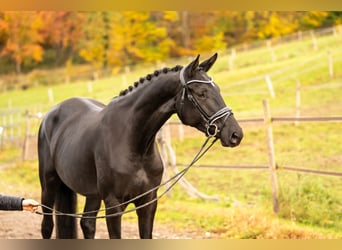 Hannover, Giumenta, 5 Anni, 170 cm, Morello