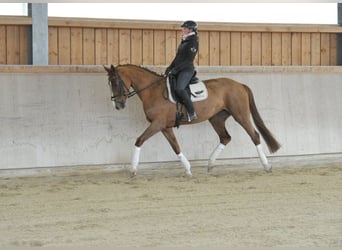 Hannover, Giumenta, 5 Anni, 170 cm, Sauro